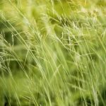 Environmental science scholarships